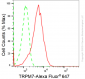 KD-Validated Anti-TRPM7 Rabbit Monoclonal Antibody